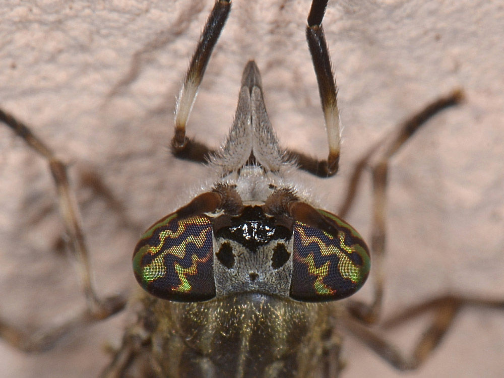 Haematopota pluvialis?